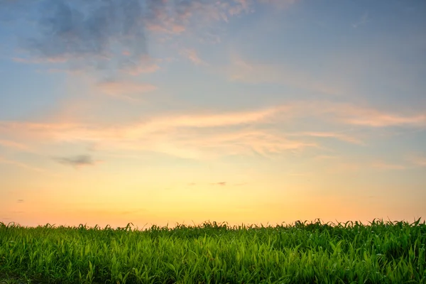Zonsondergang boven het gras — Stockfoto
