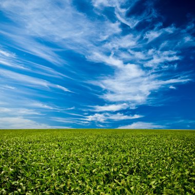 Green field under blue skies clipart