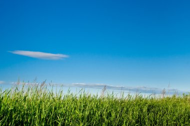 Green grass and blue skies clipart