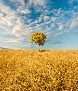 Alone oak tree standing in the fieldl clipart