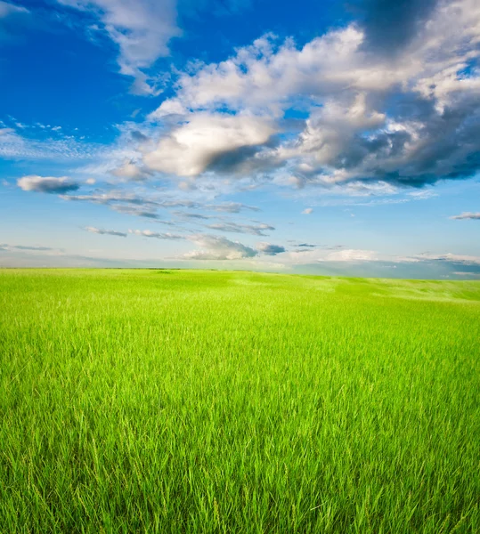 Grönt fält — Stockfoto