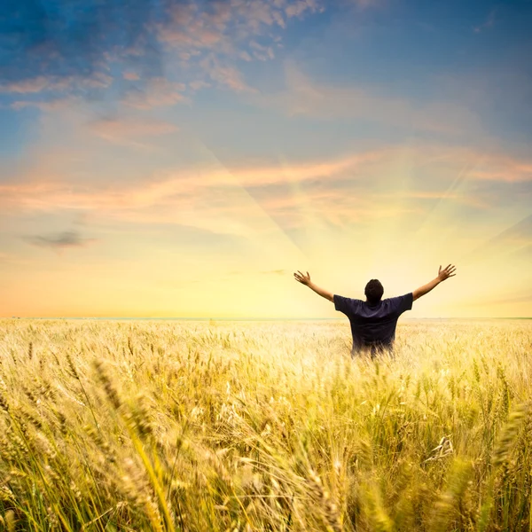 Muž v pšeničném poli — Stock fotografie