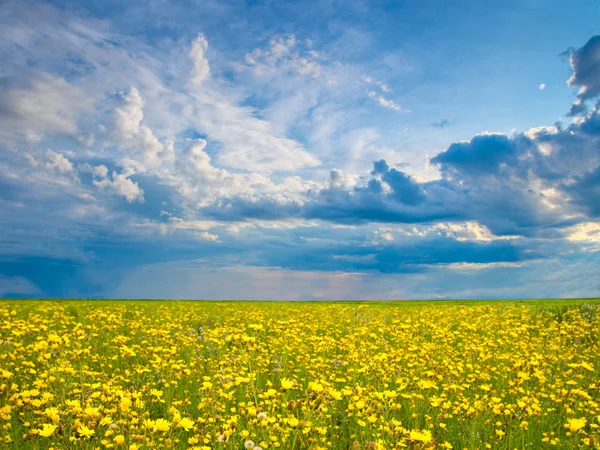 Жовте поле — стокове фото