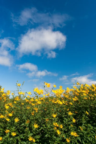 stock image Yellow flower