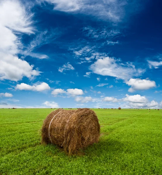 Hay rolls on the field — Stock Photo, Image