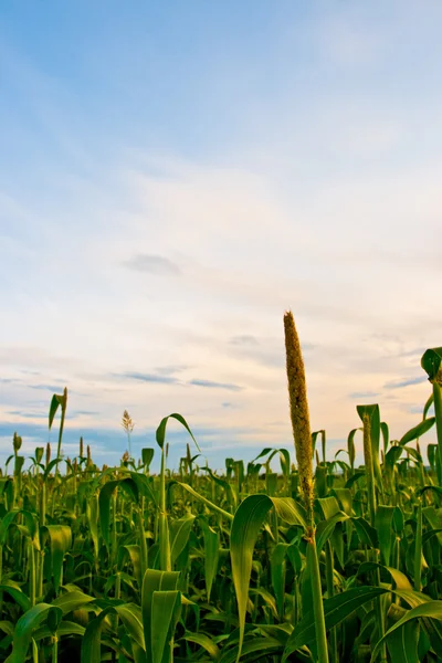 Кукурузное поле под закатом — стоковое фото