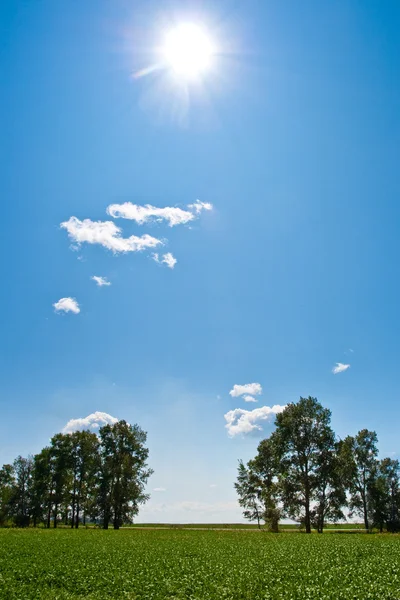 Sun above the trees — Stock Photo, Image
