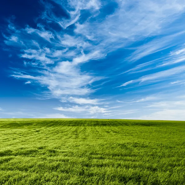 Blauer Himmel über dem grünen Feld — Stockfoto