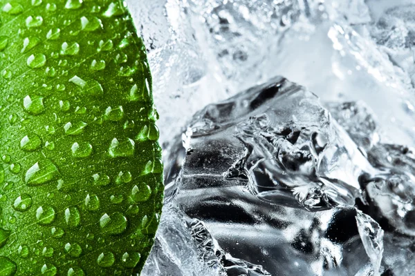 Hoja verde húmeda con hielo —  Fotos de Stock