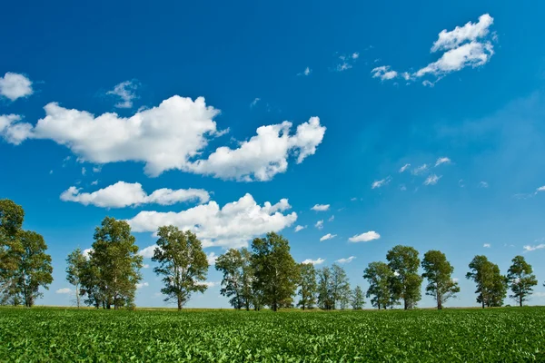 Green field trees and blue skies — Zdjęcie stockowe