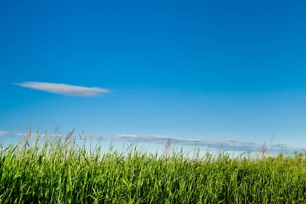 Hierba verde y cielos azules — Foto de Stock