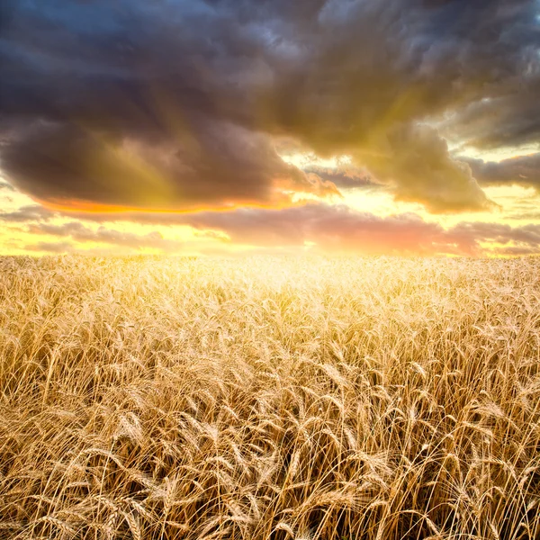 Pôr do sol acima do campo de trigo — Fotografia de Stock