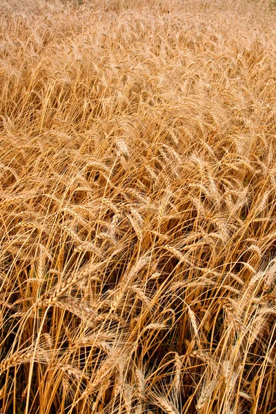 Closeup vertical wheat field — Stock Photo, Image