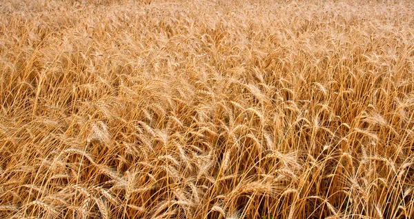 stock image Wheat field horizontal