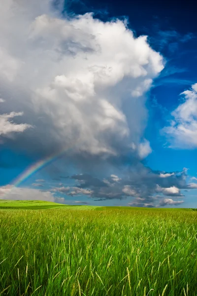 Regenboog boven het veld — Stockfoto