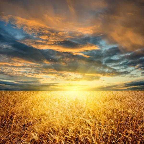 Пшеничное поле горизонтальное — стоковое фото