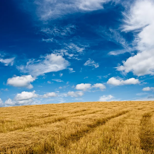 青い空の下で黄金の平野 — ストック写真