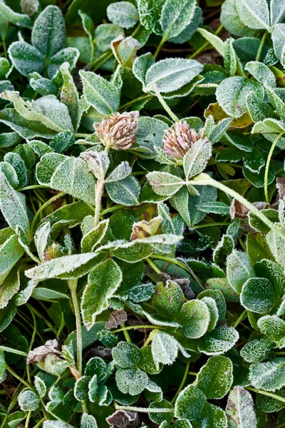 stock image Fozen clover grass