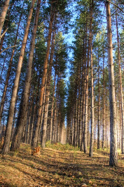 Höga tallar i höst skog — Stockfoto