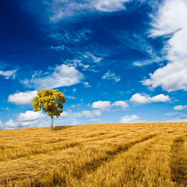 Golden oak standing on the field — Stock Photo, Image