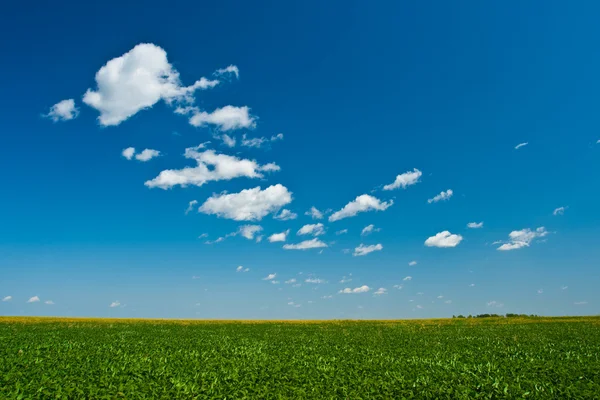 Green grass blue skies — Stock Photo, Image