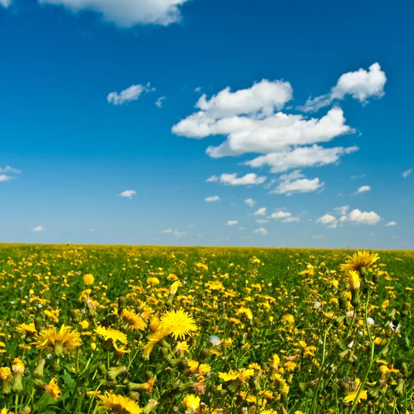 Yellow flowers field — Stock Photo, Image