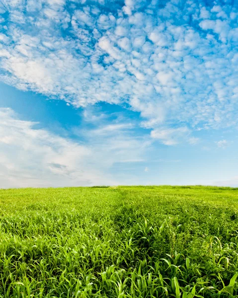 Зелене кукурудзяне поле під блакитним небом — стокове фото