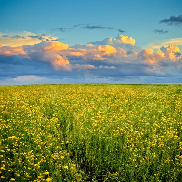 Pôr do sol sobre o campo de flores amarelas — Fotografia de Stock