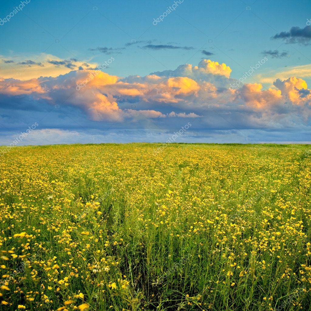 Sunset over the yellow flowers field — Stock Photo © chesterf #3483366
