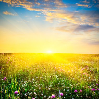 Sunset above the flowers clipart