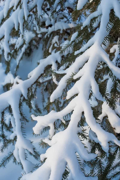 Closeup γούνα κλαδί δέντρου — Φωτογραφία Αρχείου