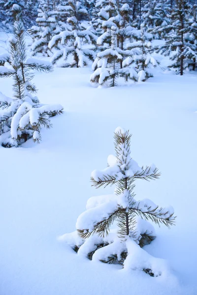 Snöig vinterskog — Stockfoto