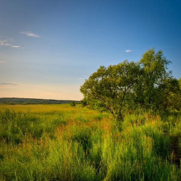 Träd i gräs — Stockfoto