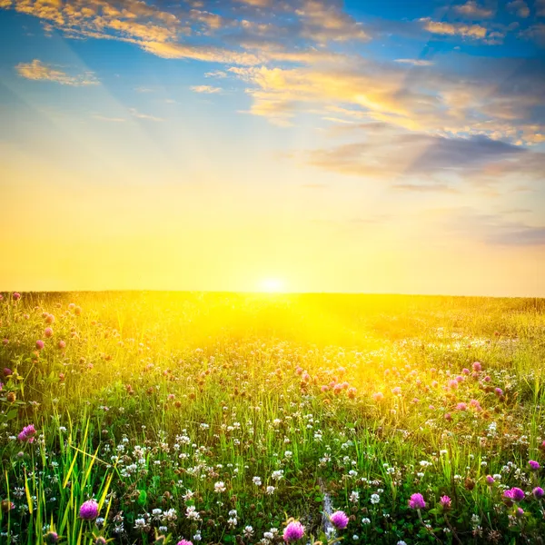 Pôr do sol acima das flores — Fotografia de Stock