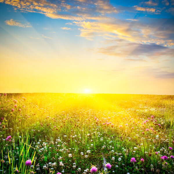 Sunset above the flowers