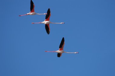 Flamingolar