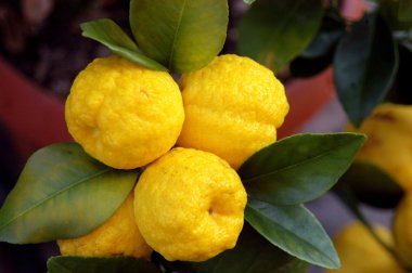 limon
