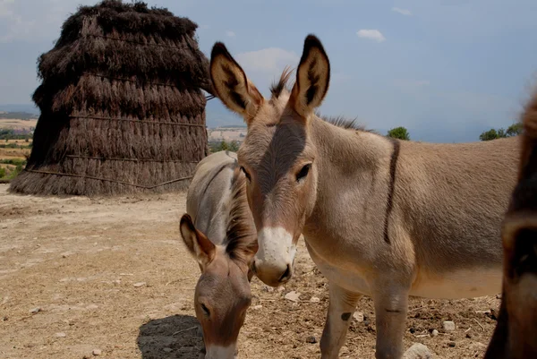 Donkeys — Stock Photo, Image