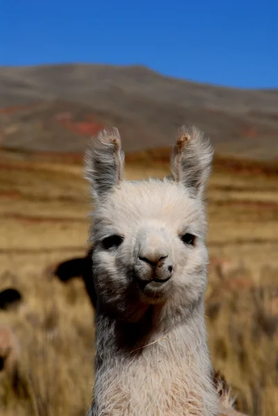 Lama — Stok fotoğraf