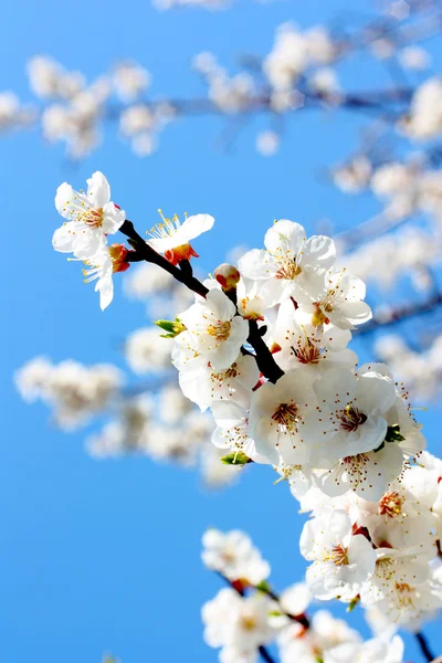 stock image Flowers of an apricot tree