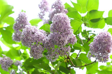 Blooming lilac bush clipart