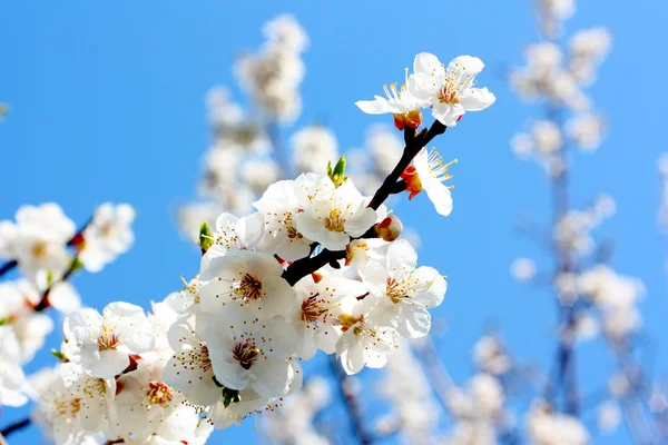 stock image Flowers of an apricot tree