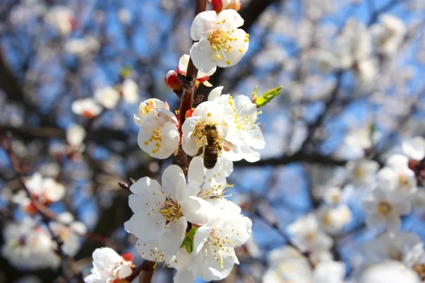 stock image Bee on a flower