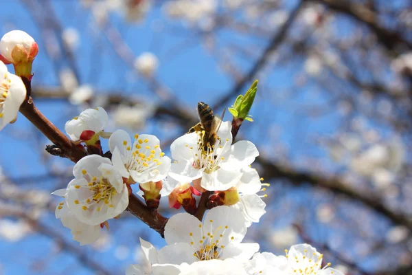 stock image Bee on a flower