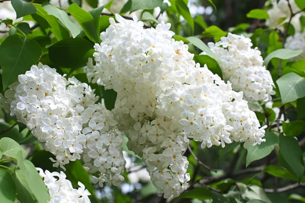 stock image Blooming lilac bush