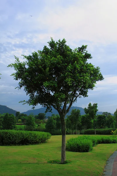 Träd bakgrund i den blå himlen — Stockfoto