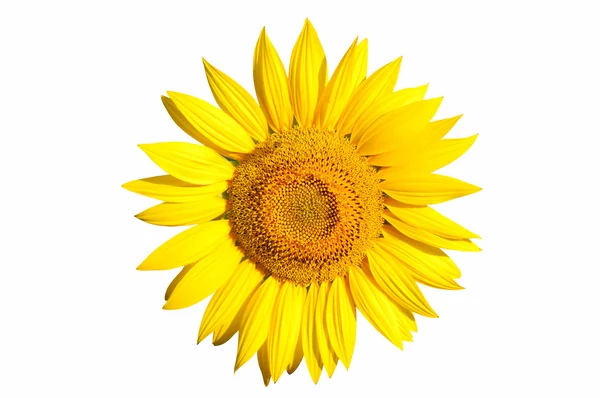 stock image Isolated sunflower