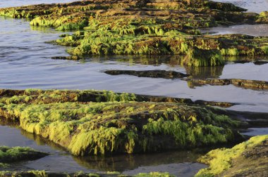 COASTAL TIDEPOOLS AND MOSSY ROCKS . clipart