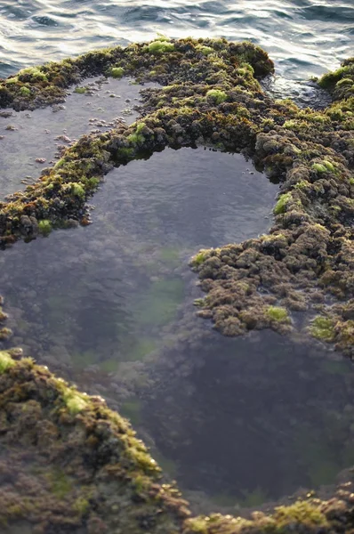 沿海 tidepools 和长满苔藓的石头 . — 图库照片