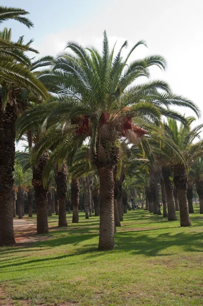 stock image Palm trees .